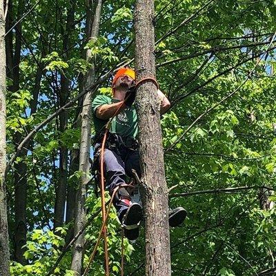 College Tree Removal