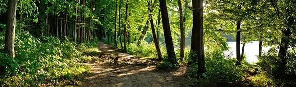 Forest Management Services