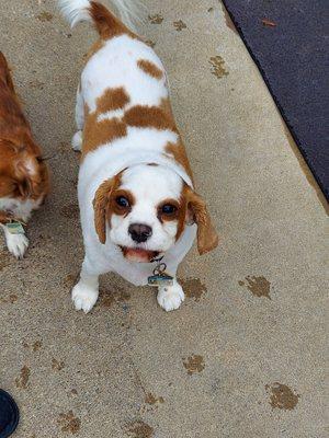 Shear Elegance Pet Grooming