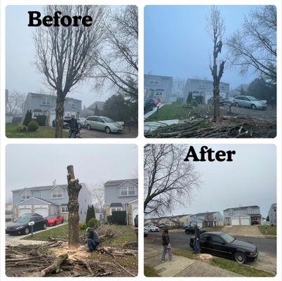 IVI Tree Service