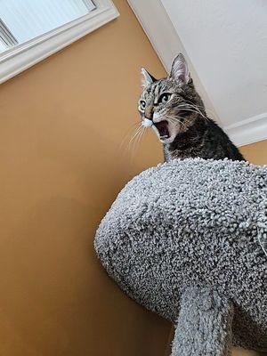 Cat Ladies Cat Sitting