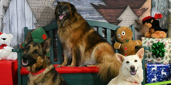 Georgia- middle dog on bench