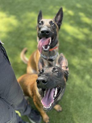 Zelda and Little Man both Service Dogs that also Protect