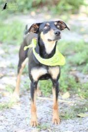 Shadow's Animal Rescue, Inc