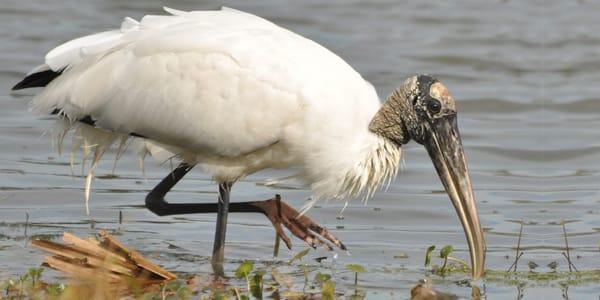 Hilton Head Island Birding Trail