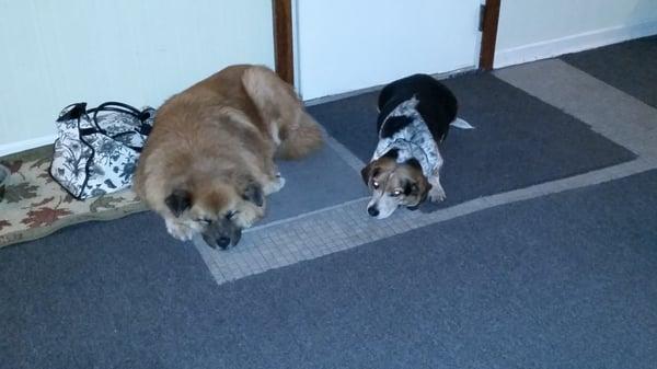 Pam's Southside Dog Walking, Pet Sitting & Doggie Daycare