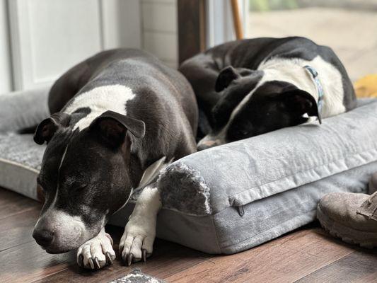 Verona Street Animal Society