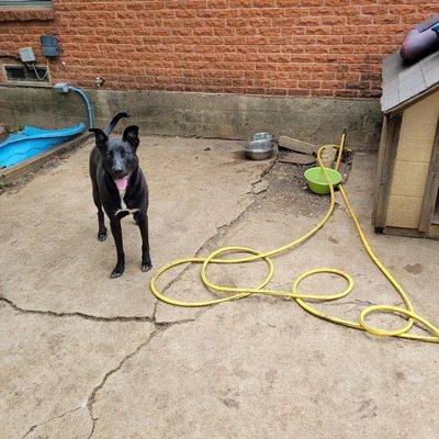 DOGGONIT Daycare & Boarding