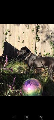 Golden Gate Labrador Retriever Rescue