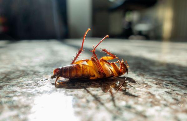 Ringling Pest Control