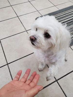 You can feed lucky treats after your haircut :)