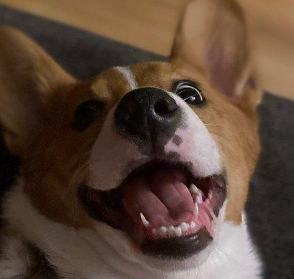 No Ruff Days Private Pet Care