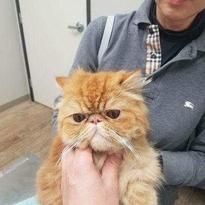 Vermont Animal Hospital