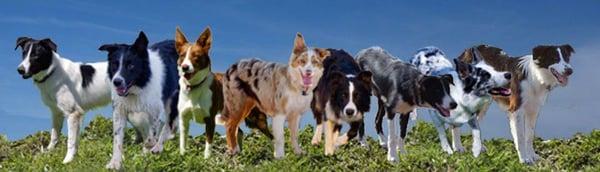 Arizona Border Collies