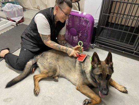 Garage Dogs Grooming