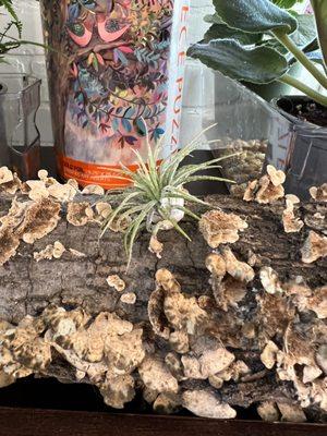 Tiger Lillies Floral