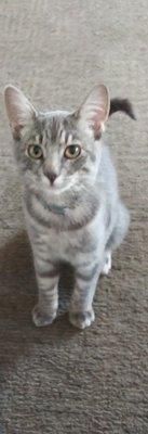 Los Angeles County Fire Department - Station 118