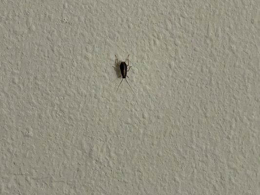 Roach in bedroom wall