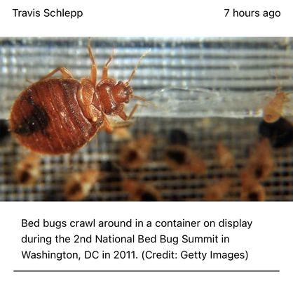 An article that shows a bed bug so Mammoth reservations knows what bed bugs look like