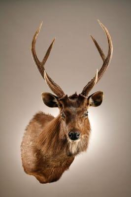 Anderson Taxidermy & Guide Services