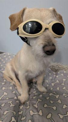 4th physical therapy session for Bonzi! -red.