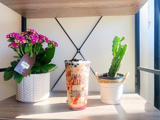 Ding Tea Fort Collins