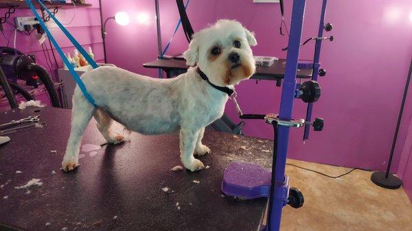 O & R Pet Grooming