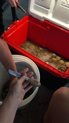 Scallop cleaning!