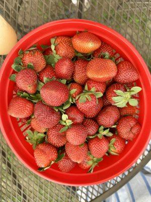 Pecan Creek Strawberry Farm