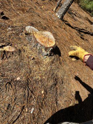 Million’s Tree Experts