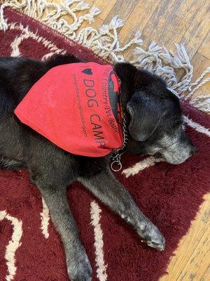 Town & Country Pet Boarding