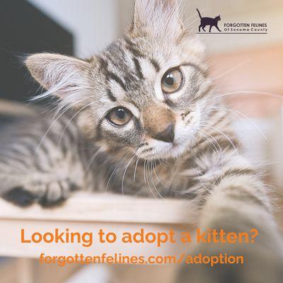 Adopt a cat or kitten at forgottenfelines.com/adoption.