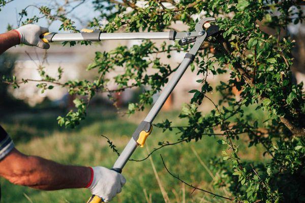 Efrain Esquivel Landscaping and Painting