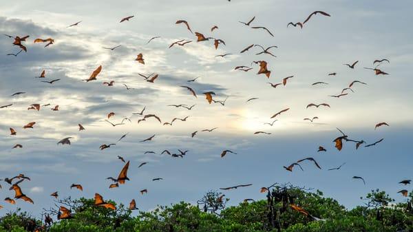 American Wildlife Control