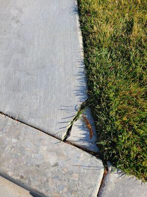 Bytendorp Enterprises Landscaping