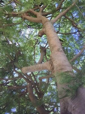 PRIMIN' ...before da game, in da SHADE, unda dis Tree