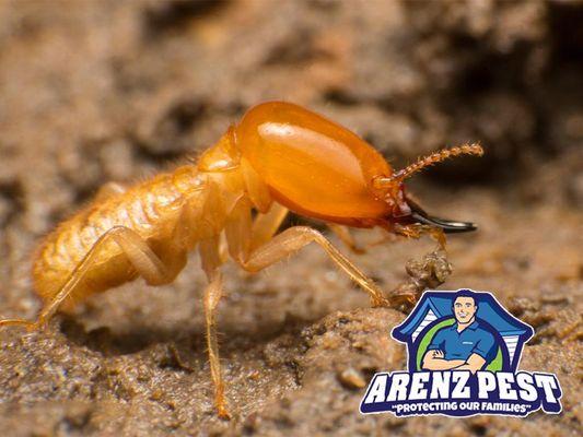 Arenz Pest Management Solutions