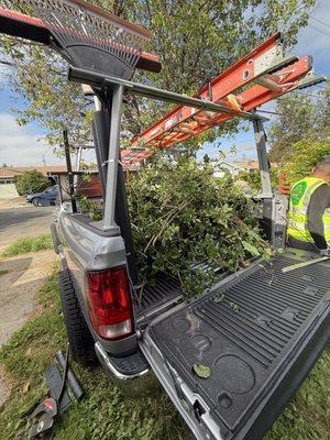 Brenan Tree & Landscape Solutions