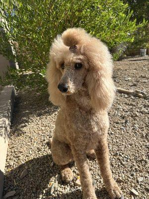 Rozey loves her Suzy's Doggie Delights meals!