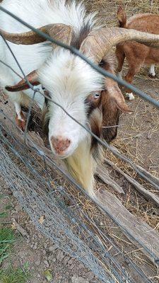 Redman's Farm and Winery