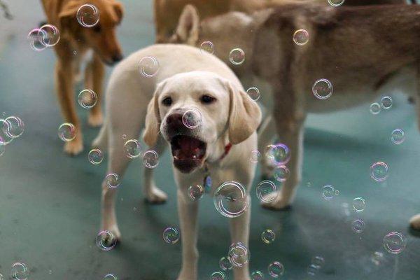 Wag Hotels-San Diego