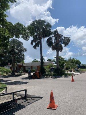 Alvarado Tree Service