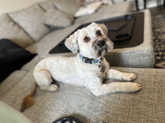 Jaz’s Tailored Tails