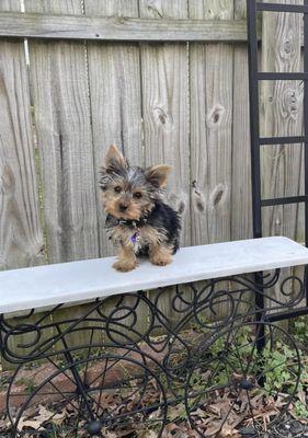 Kizzie’s Beautiful Yorkshire Terriers