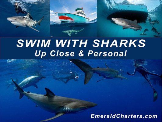 Swim with Sharks Up Close & Personal at Emerald Charters!
www.emeraldcharters.com