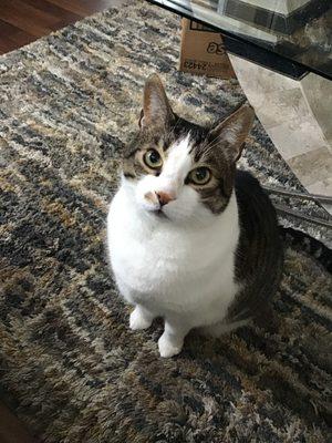 Heritage Veterinary Hospital