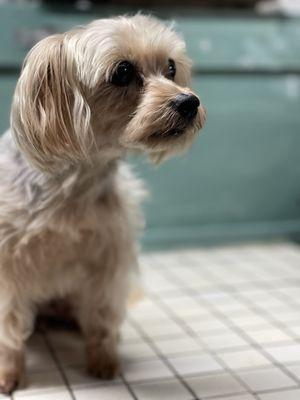 Roxie's Dog Grooming