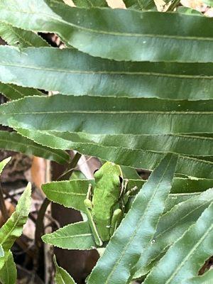 Pine Island Preservation Society