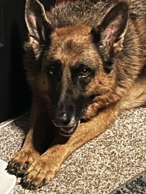 Brush Creek Dog Training & Boarding