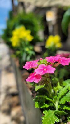 Urban Gardens By Paul